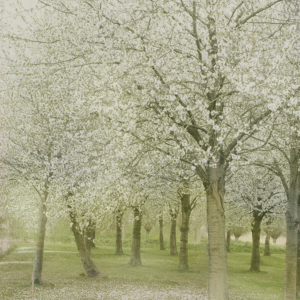 Fragile cherry blossoms